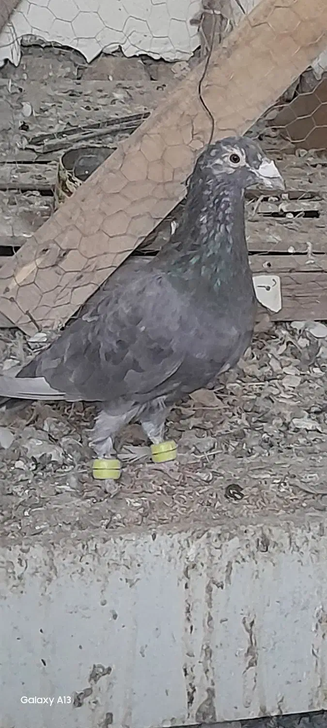 سار شکلاتی مقبول کفتر بم به ضمانت|پرنده|فریمان, |دیوار