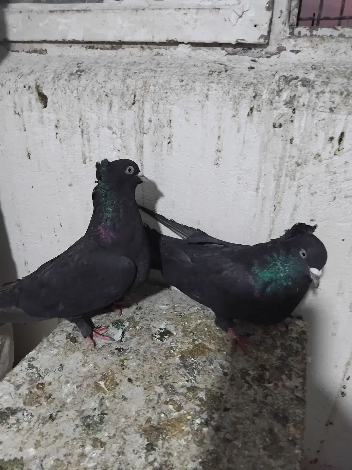 کبوتراصفهانی|پرنده|برخوار, |دیوار