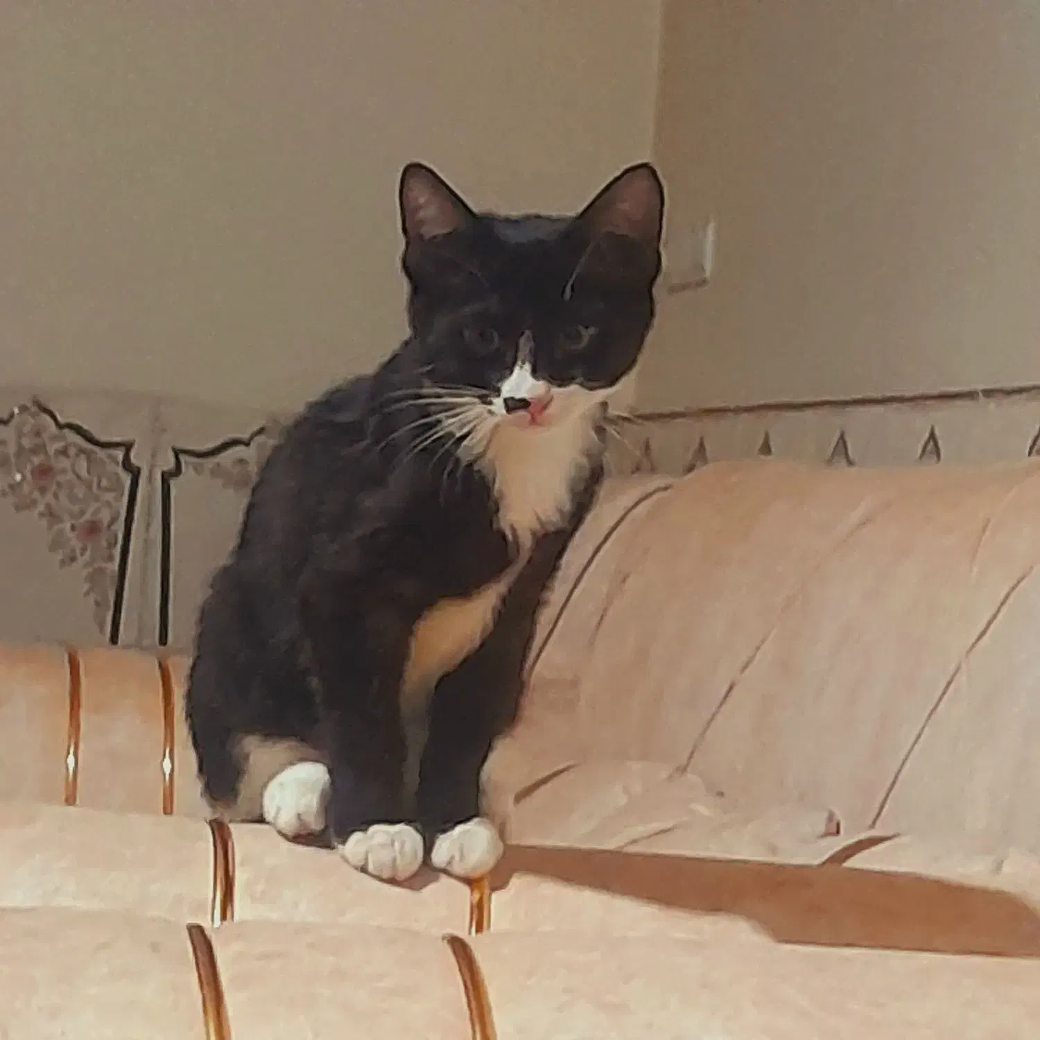 گربه نر ۴ ماهه|گربه|همدان, |دیوار