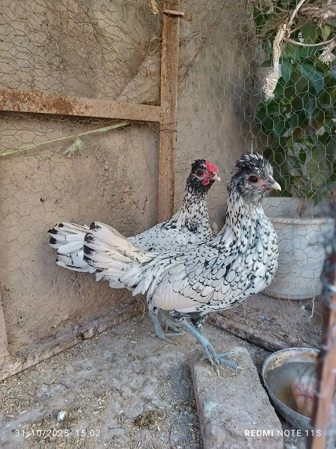 خروس مینیاتوری|حیوانات مزرعه|نیشابور, مازول|دیوار