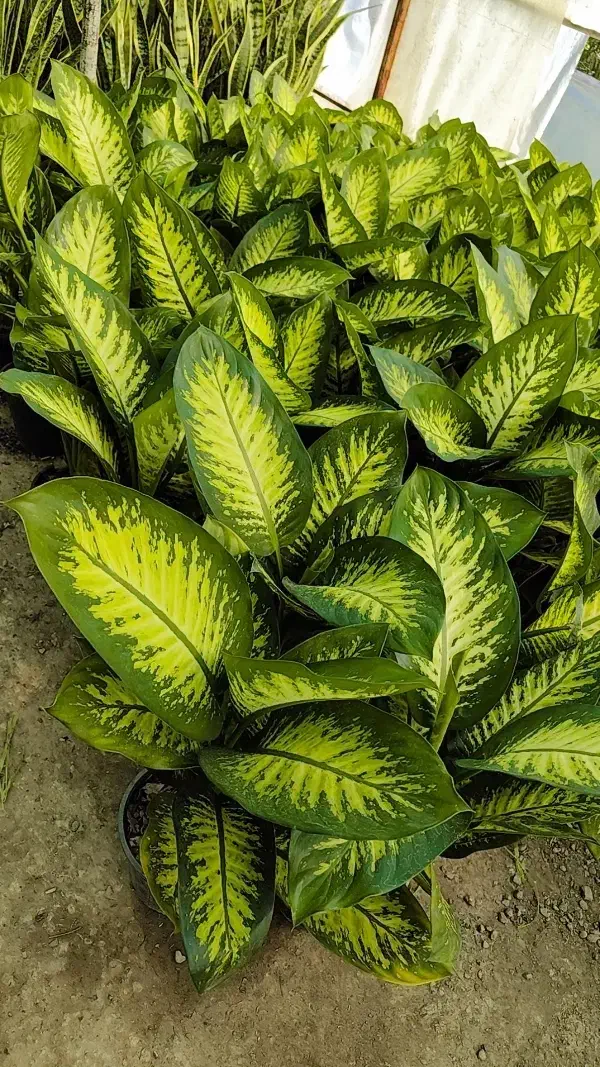 گل آپارتمانی دیفن باخیا و کاملیا و کروتن لوکس|گل و گیاه طبیعی|تبریز, |دیوار