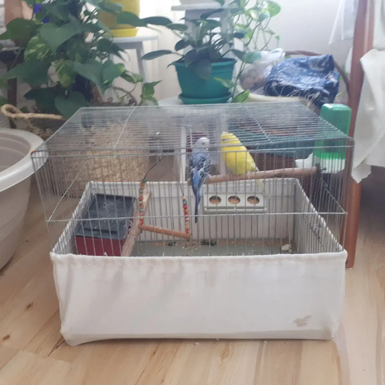 مرغ عشق|پرنده|کرج, حاجی آباد|دیوار