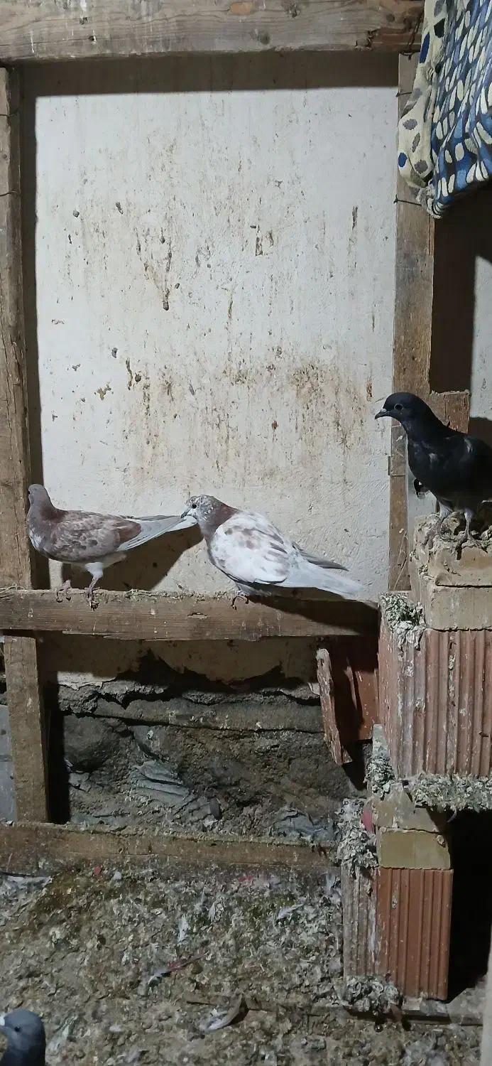 کبوترپرشی|پرنده|گمیشان, |دیوار