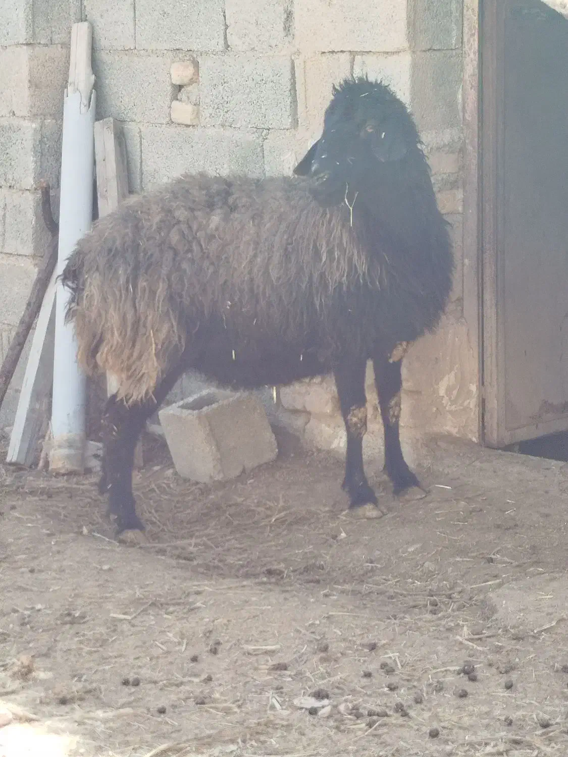 میش درجه یک|حیوانات مزرعه|سرچهان, |دیوار