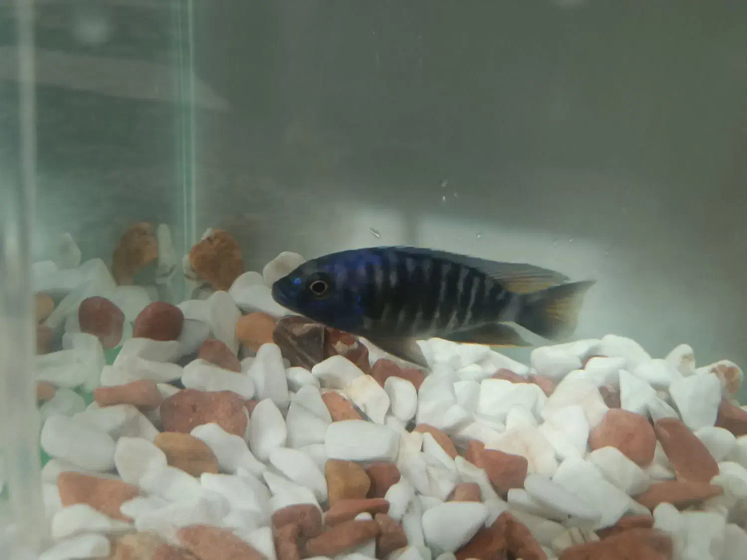 ماهی اسکار و ماهی سیچیلاید|ماهی|ساوه, |دیوار