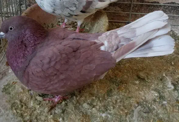 کفتر پروندنی و شاخ گیر برای معاوضه|پرنده|کاشان, لتحر|دیوار