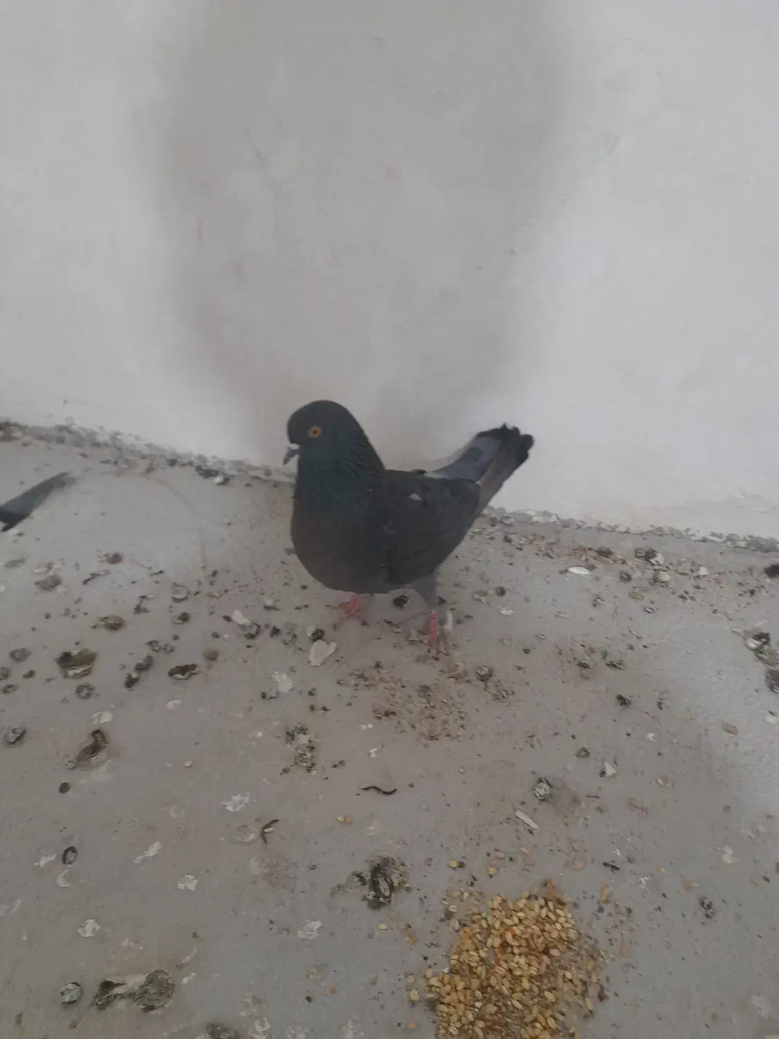 کبوتر زاغ|پرنده|سرپل ذهاب, |دیوار