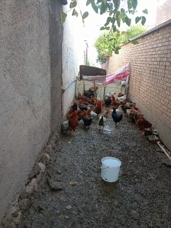 مرغ و خروس محلی|حیوانات مزرعه|دره شهر, |دیوار