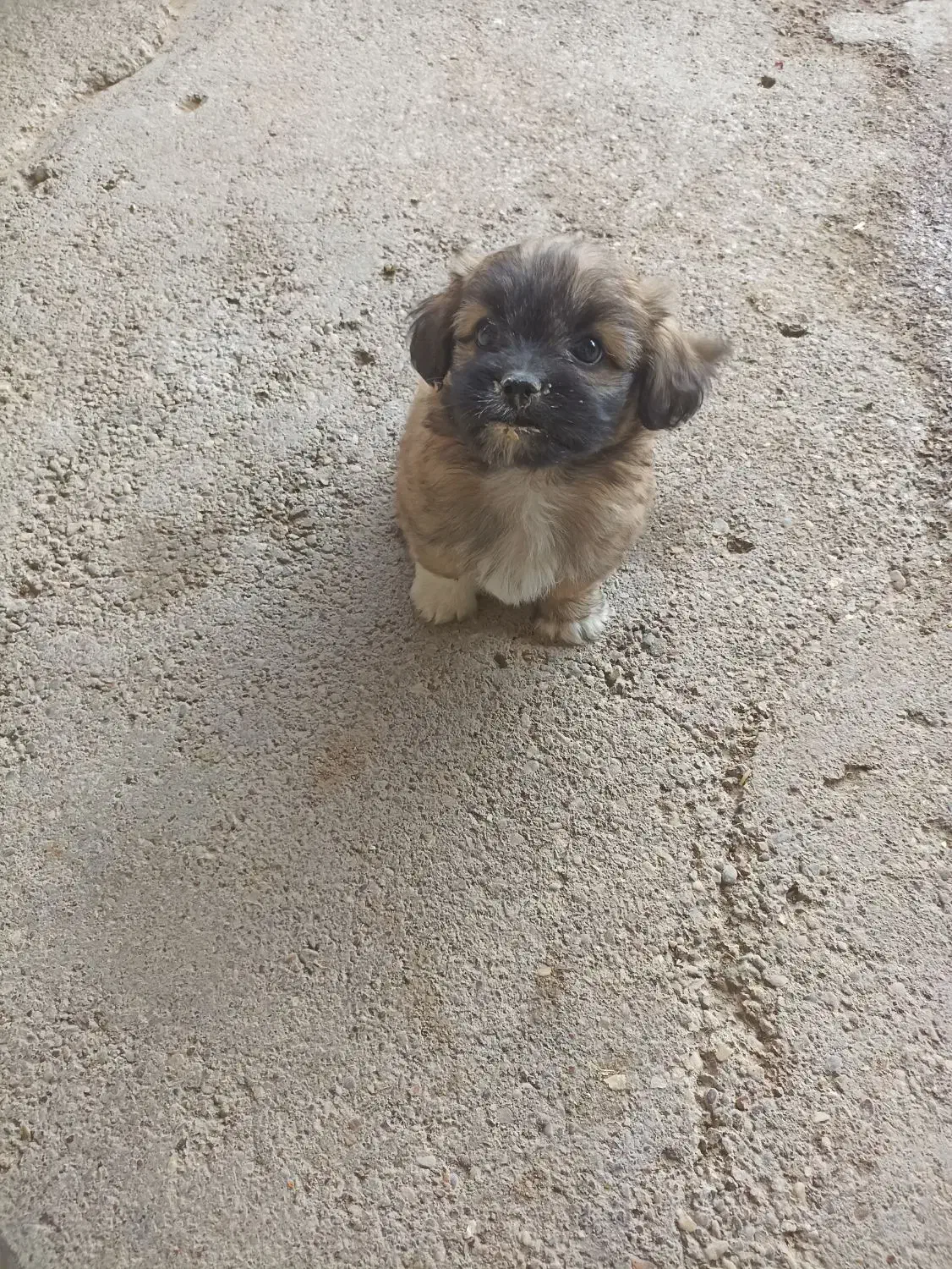 سگ شیتزو|سگ|شوشتر, |دیوار