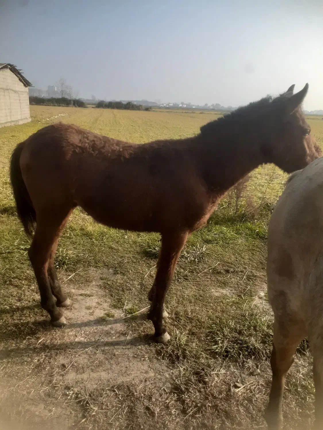 اسب ۱ساله|اسب و تجهیزات اسب‌سواری|چاف و چمخاله, |دیوار