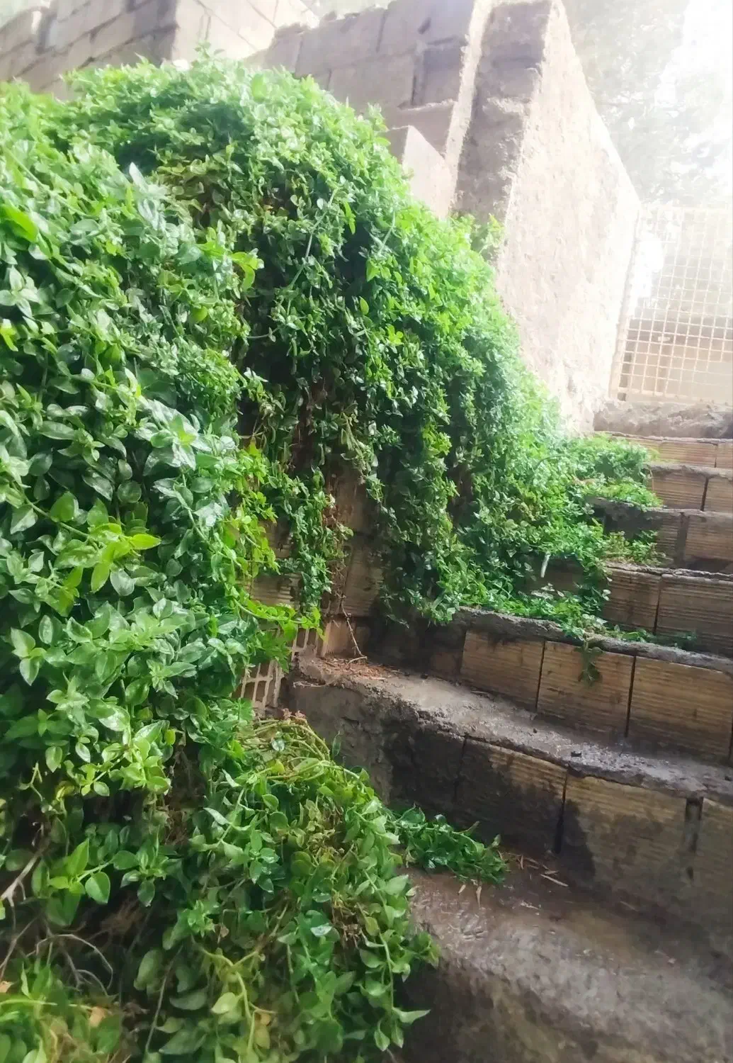 فروش خانه ویلایی|فروش خانه و ویلا|منجیل, |دیوار