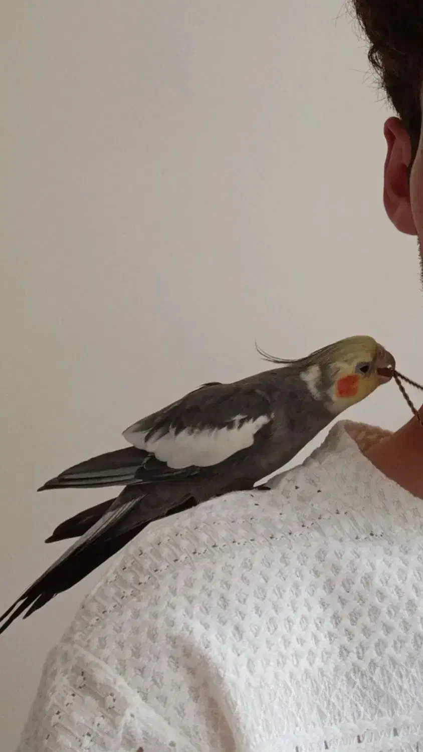 عروس هلندی نر رام|پرنده|سنقر, |دیوار