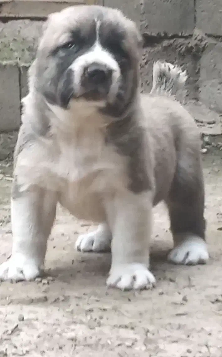 سگ الابای ترکمن و الابای روس گارد نگهبان گله|سگ|کرج, گلستان|دیوار