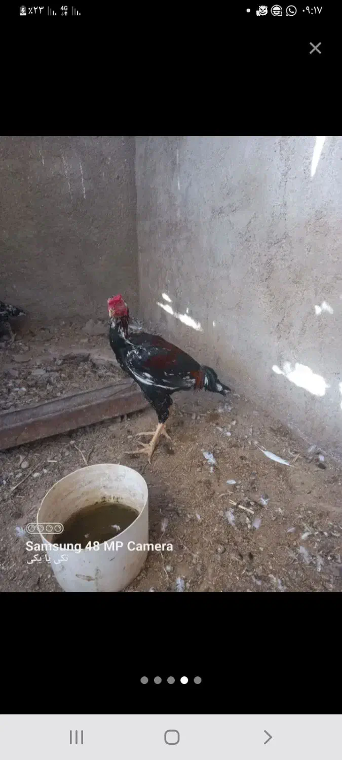 خروس لاری|حیوانات مزرعه|گرمسار, |دیوار