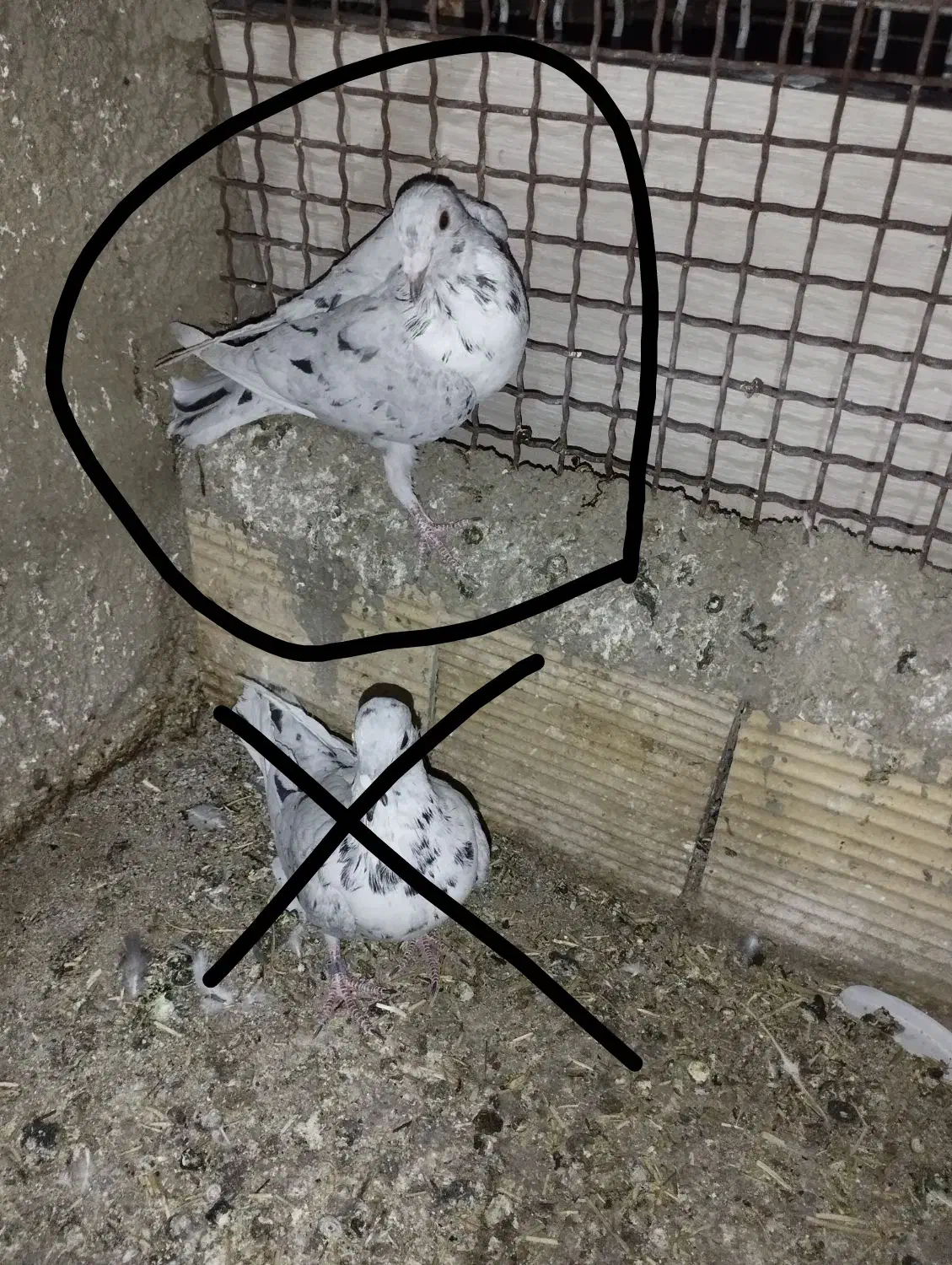 گمشده|حیوانات|همدان, |دیوار