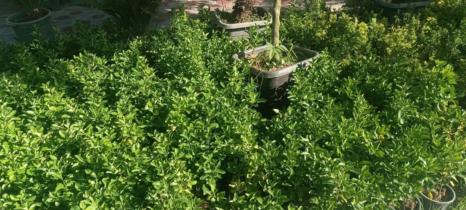 خدمات باغبانی|خدمات باغبانی و درختکاری|قم, پردیسان|دیوار