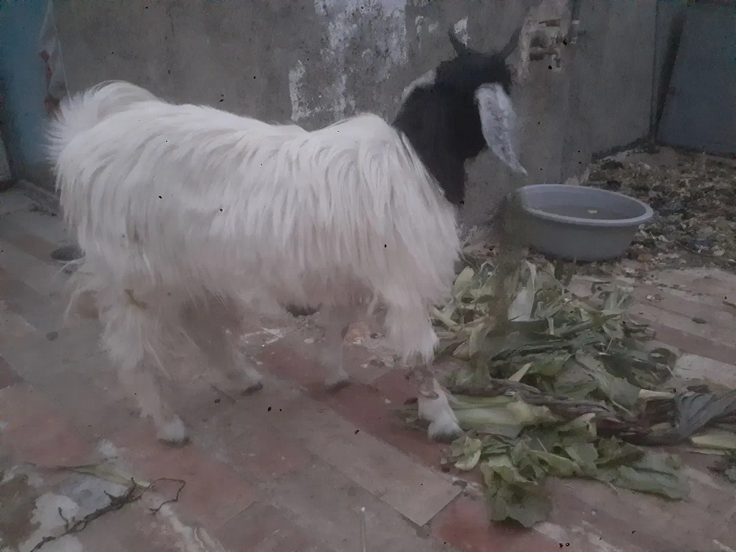 بزغاله چاق وسرحال پول لازمم|حیوانات مزرعه|مشهد, بهمن|دیوار