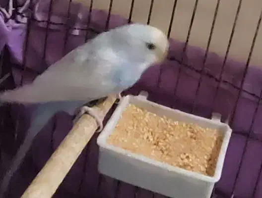 مرغ عشق نر|پرنده|مرودشت, شهرک مهدیه|دیوار