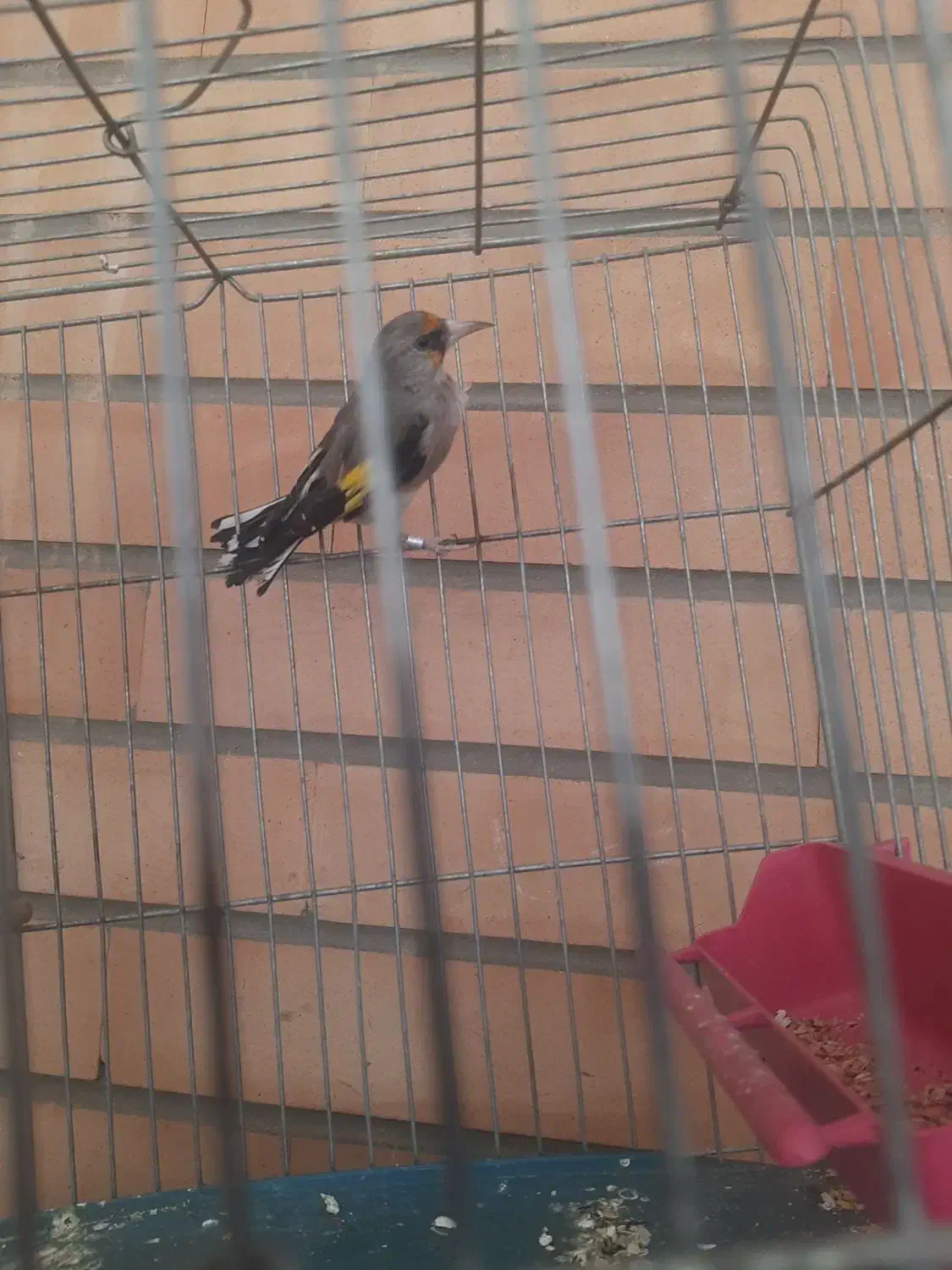 سهره نر کرمانی|پرنده|اصفهان, شهرک مهدیه|دیوار