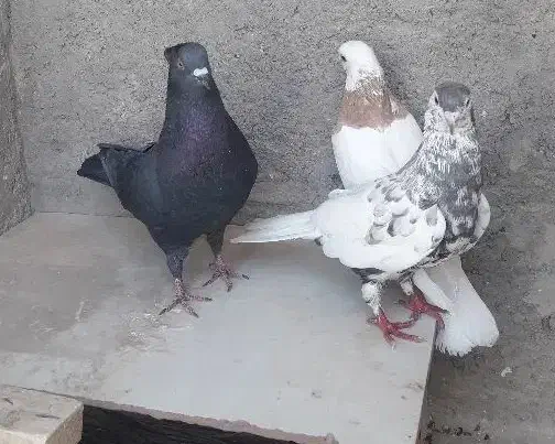 طوق پرتقالی قشنگ|پرنده|بهبهان, |دیوار