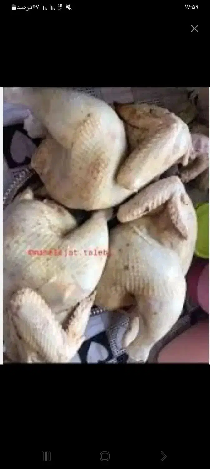 بخون مرغ|حیوانات مزرعه|رشت, لاکان|دیوار