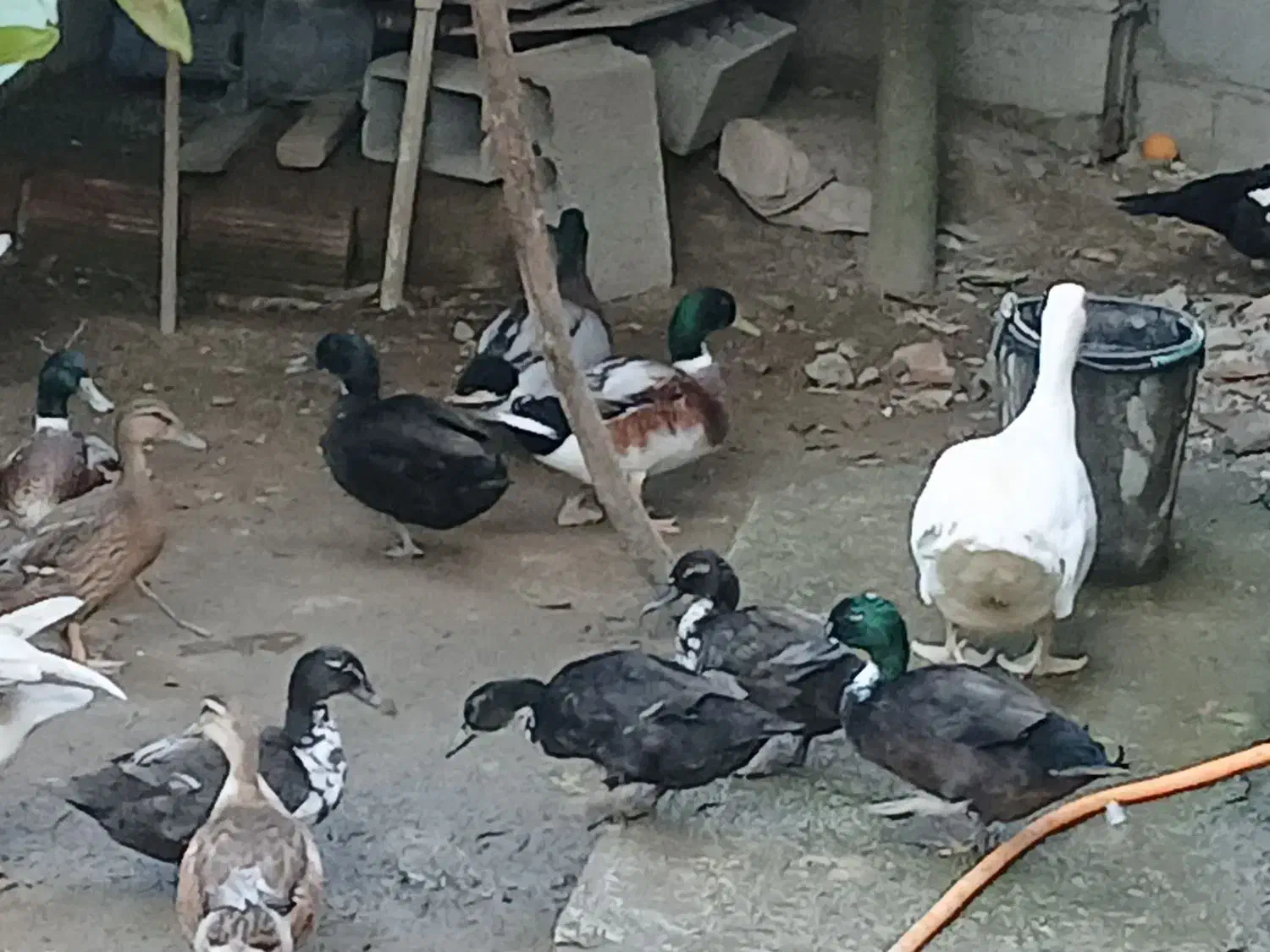 چهار عدد اردک رشتی نر|حیوانات مزرعه|دابودشت, |دیوار