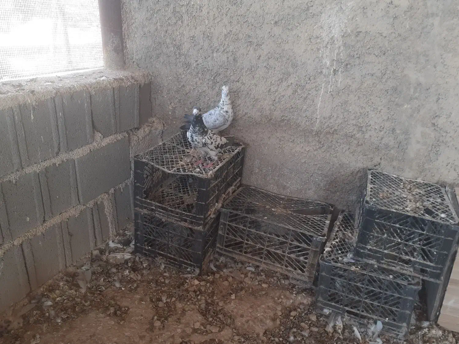 کبوتر گوره ای|پرنده|بوشکان, |دیوار