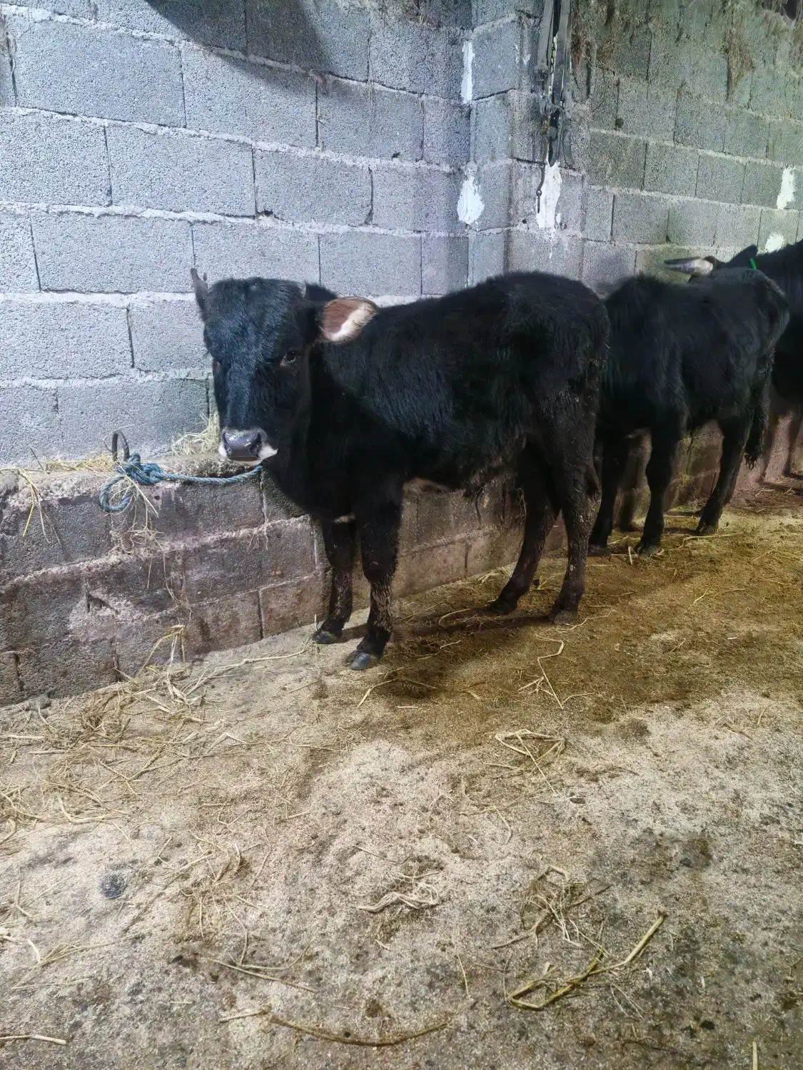 گوساله نر چالوسی یا گاو نر دو راس|حیوانات مزرعه|کوچصفهان, |دیوار