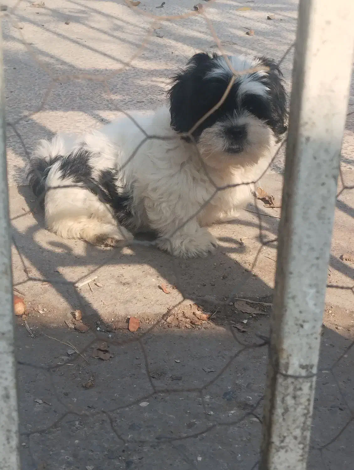 توله سه ماهه شیتزو|سگ|رشت, جانبازان|دیوار