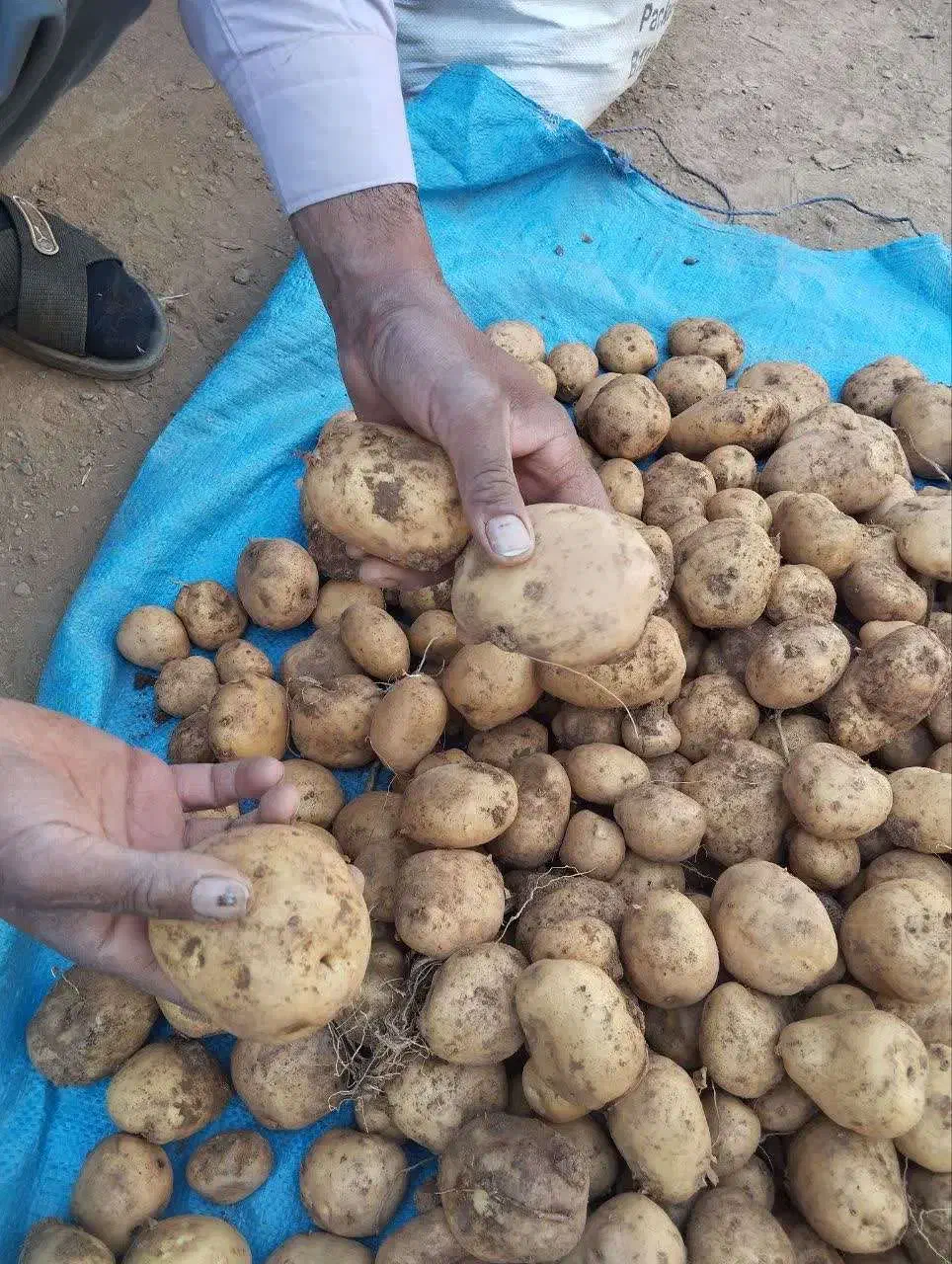 سیب سانته|گل و گیاه طبیعی|چادگان, |دیوار