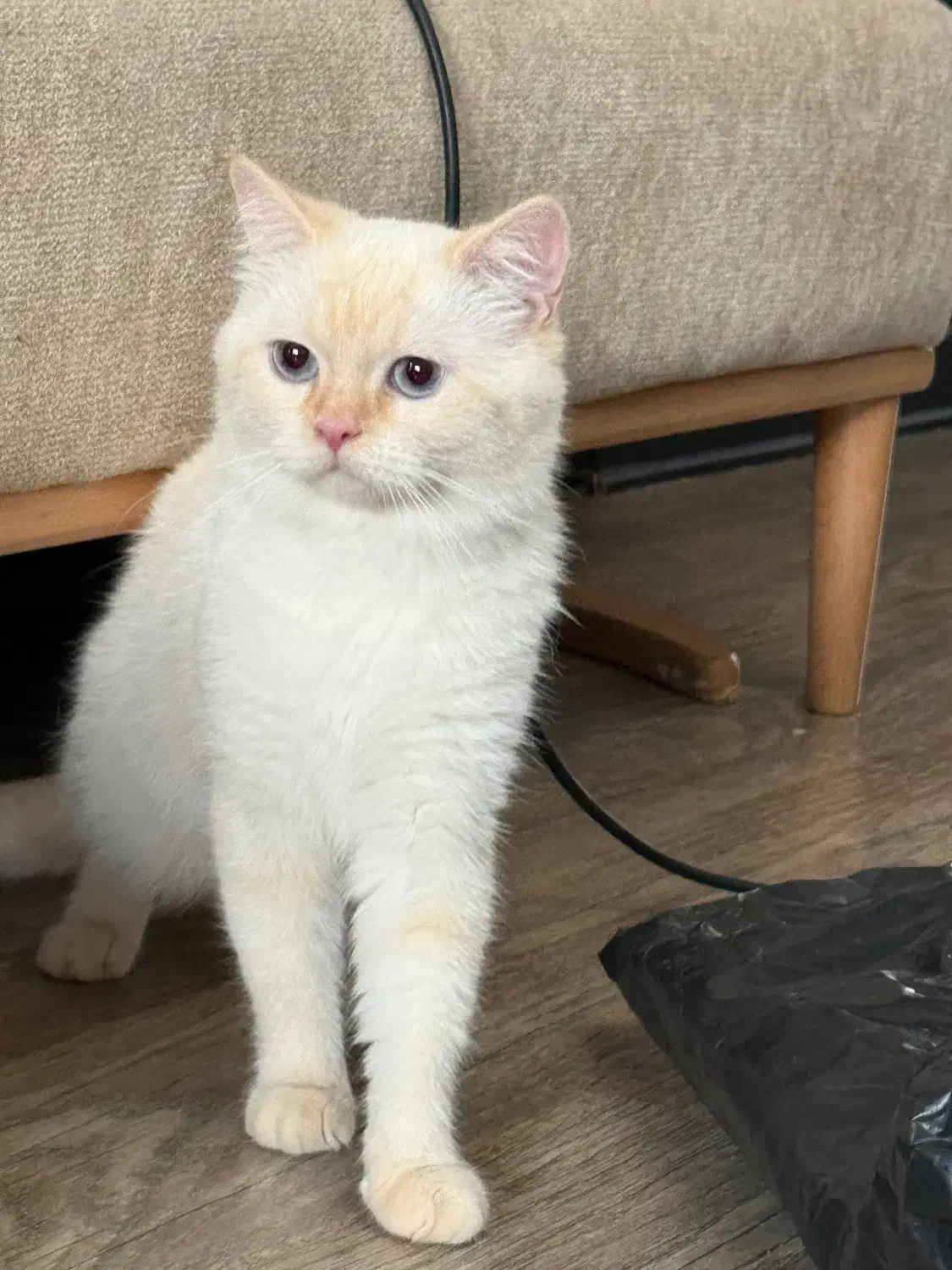 گربه بیریتیش چشم آبی|گربه|همدان, |دیوار