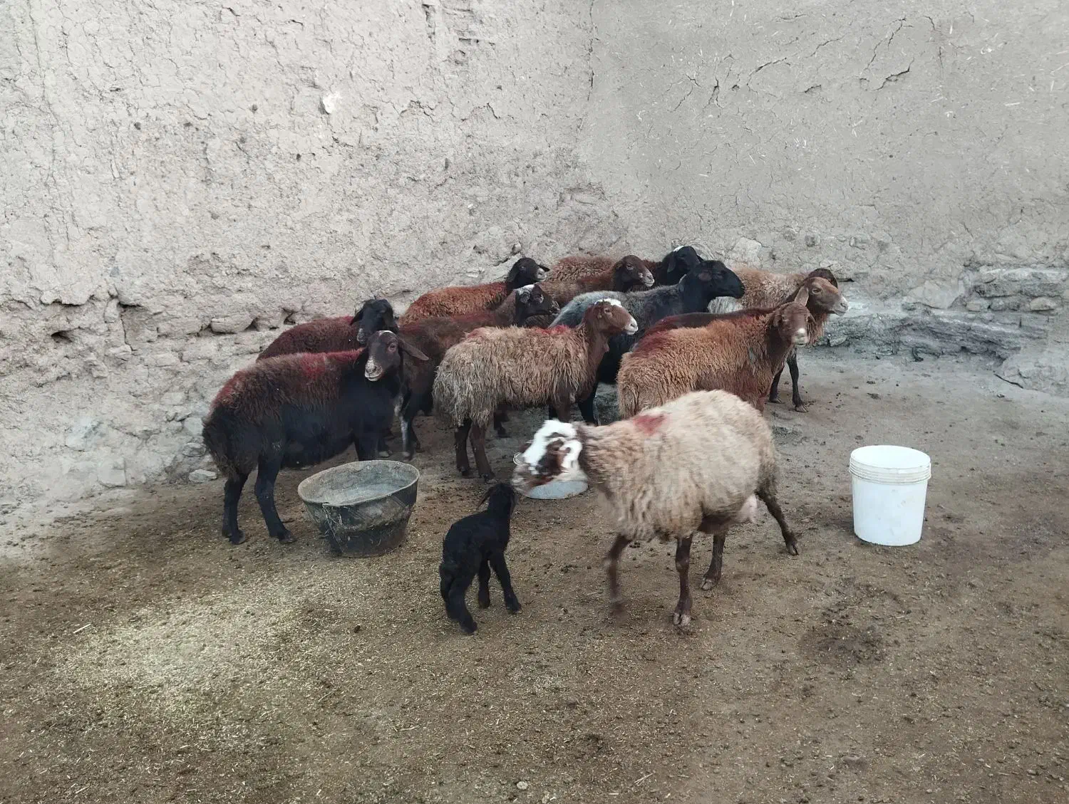 میش آبستن افشاری|حیوانات مزرعه|سبزوار, قائم|دیوار