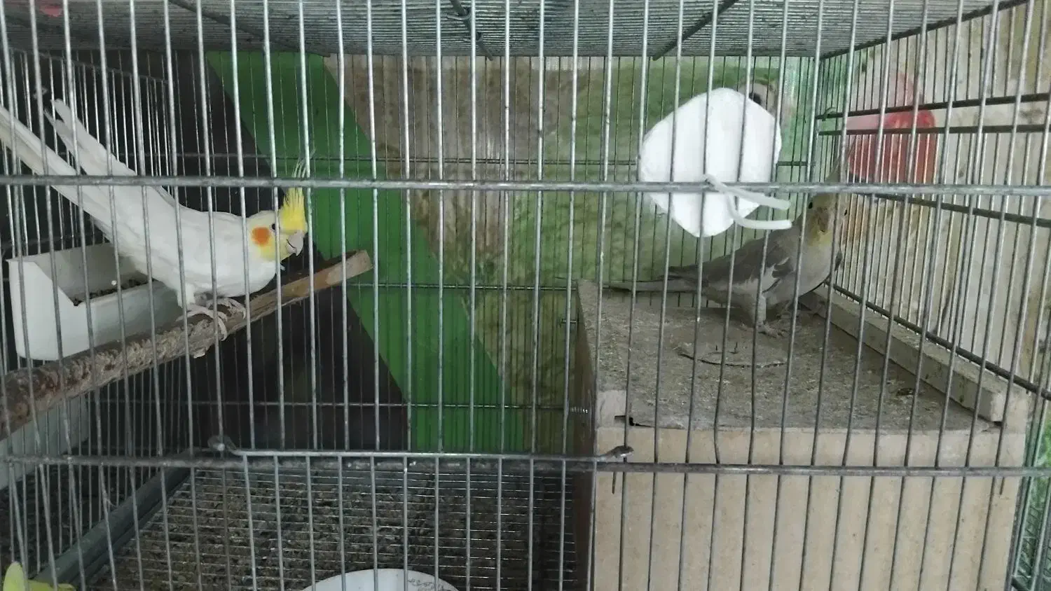 جوجه عروس هلندی|پرنده|بناب, |دیوار