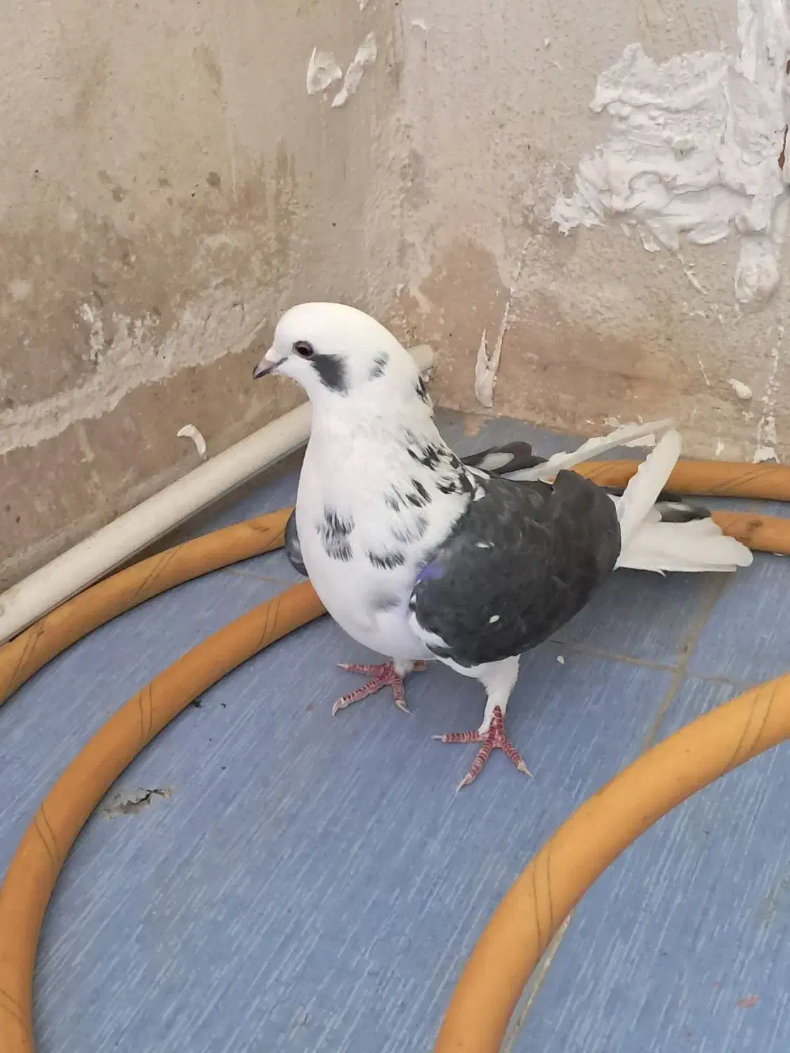 طوقی ماده|پرنده|اردبیل, |دیوار