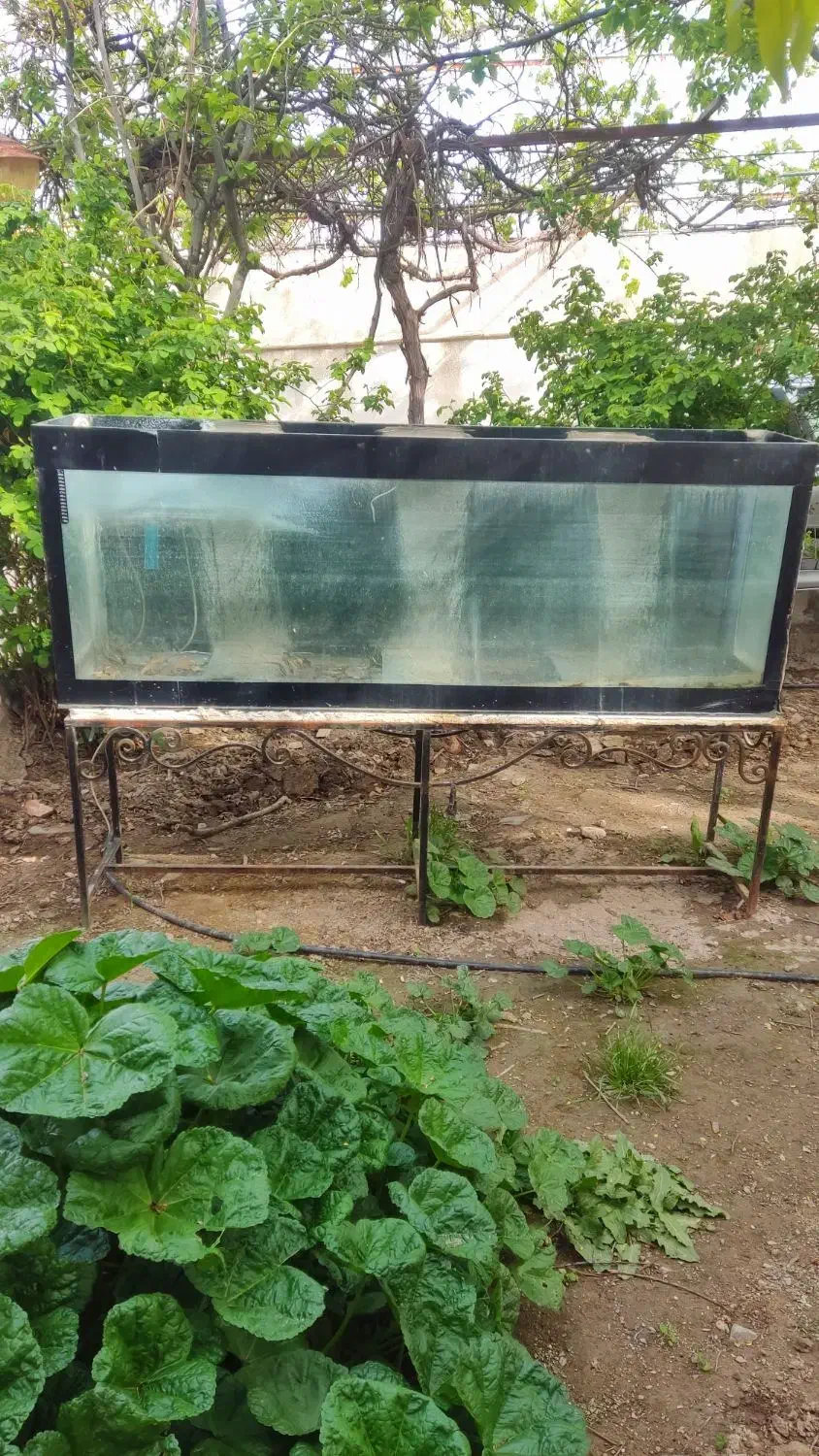 آکواریوم بزرگ|ماهی|شاندیز, |دیوار