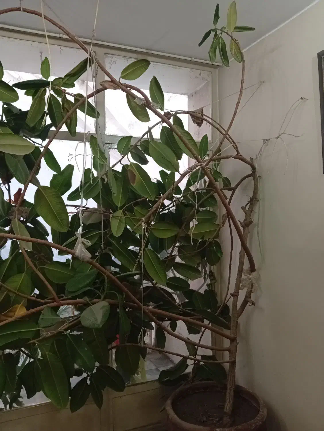 گیاه فیکوس|گل و گیاه طبیعی|کرج, برغان|دیوار