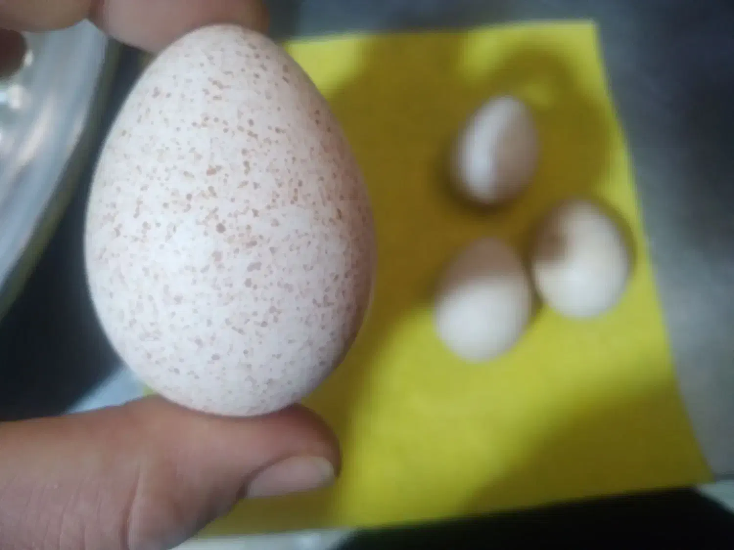 بوقلمون|حیوانات مزرعه|ورامین, ورامین|دیوار