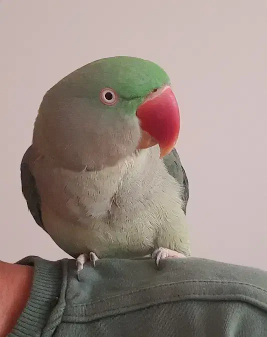 شاه طوطی|پرنده|فولادشهر, زاینده رود|دیوار