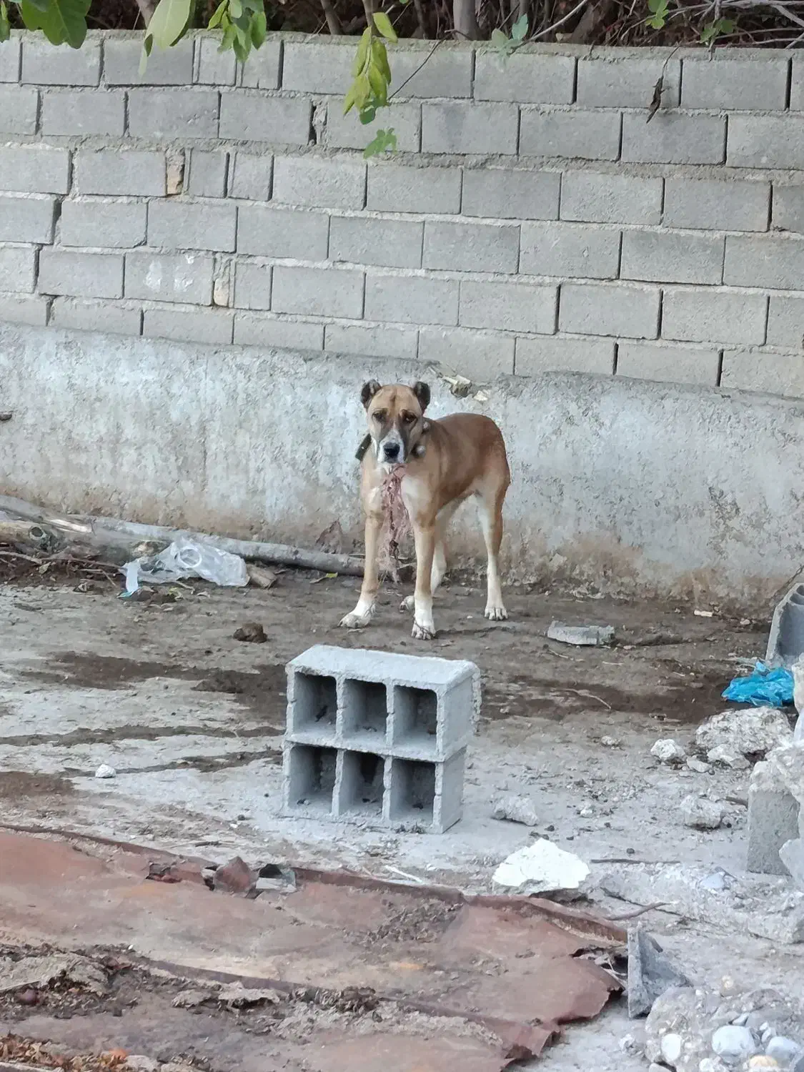 سگ سراب افغان|سگ|فاضل آباد, |دیوار