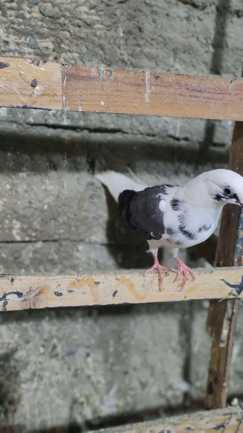 نیستم|پرنده|قشم, |دیوار