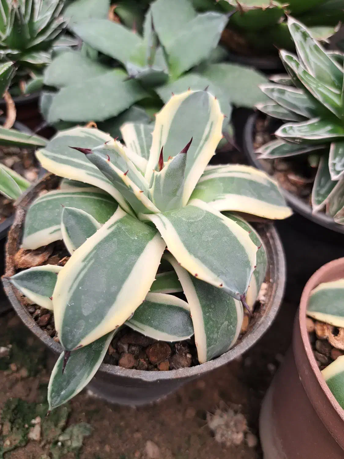 کاکتوس کلکسیونی و بازاری|گل و گیاه طبیعی|تهران, تهرانسر شرقی|دیوار