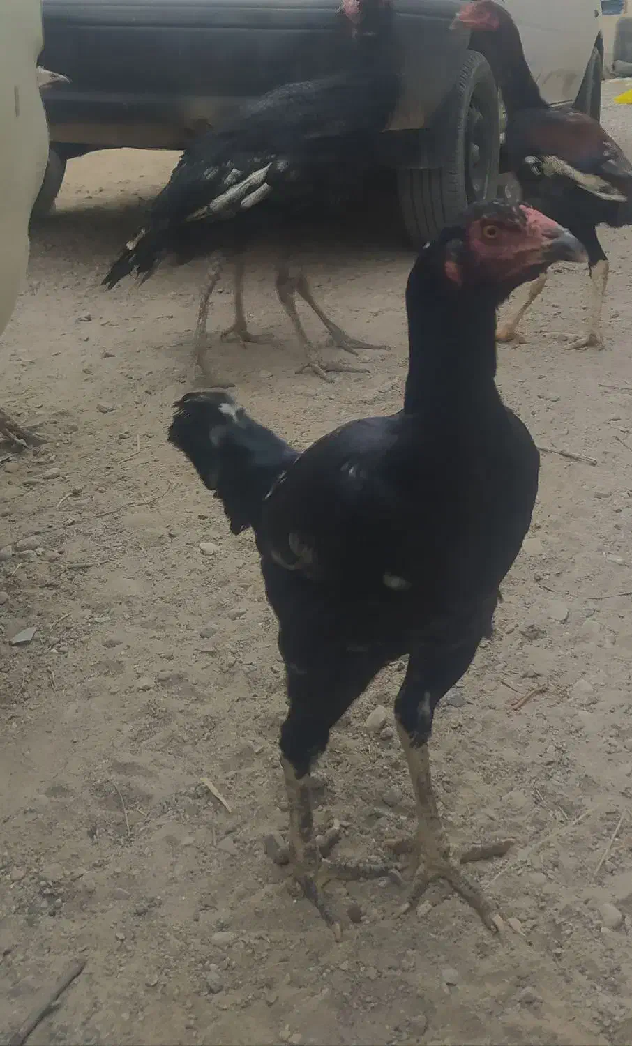 جوجه خروس لاری و مرغ|حیوانات مزرعه|خاش, |دیوار