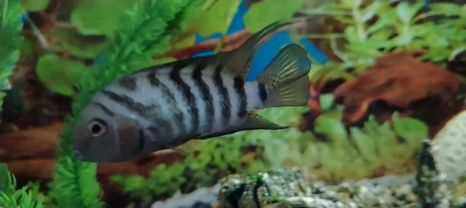 سیچیلاد گوره خری مولد نر کشیده معاوضه با...|ماهی|ماهدشت, |دیوار