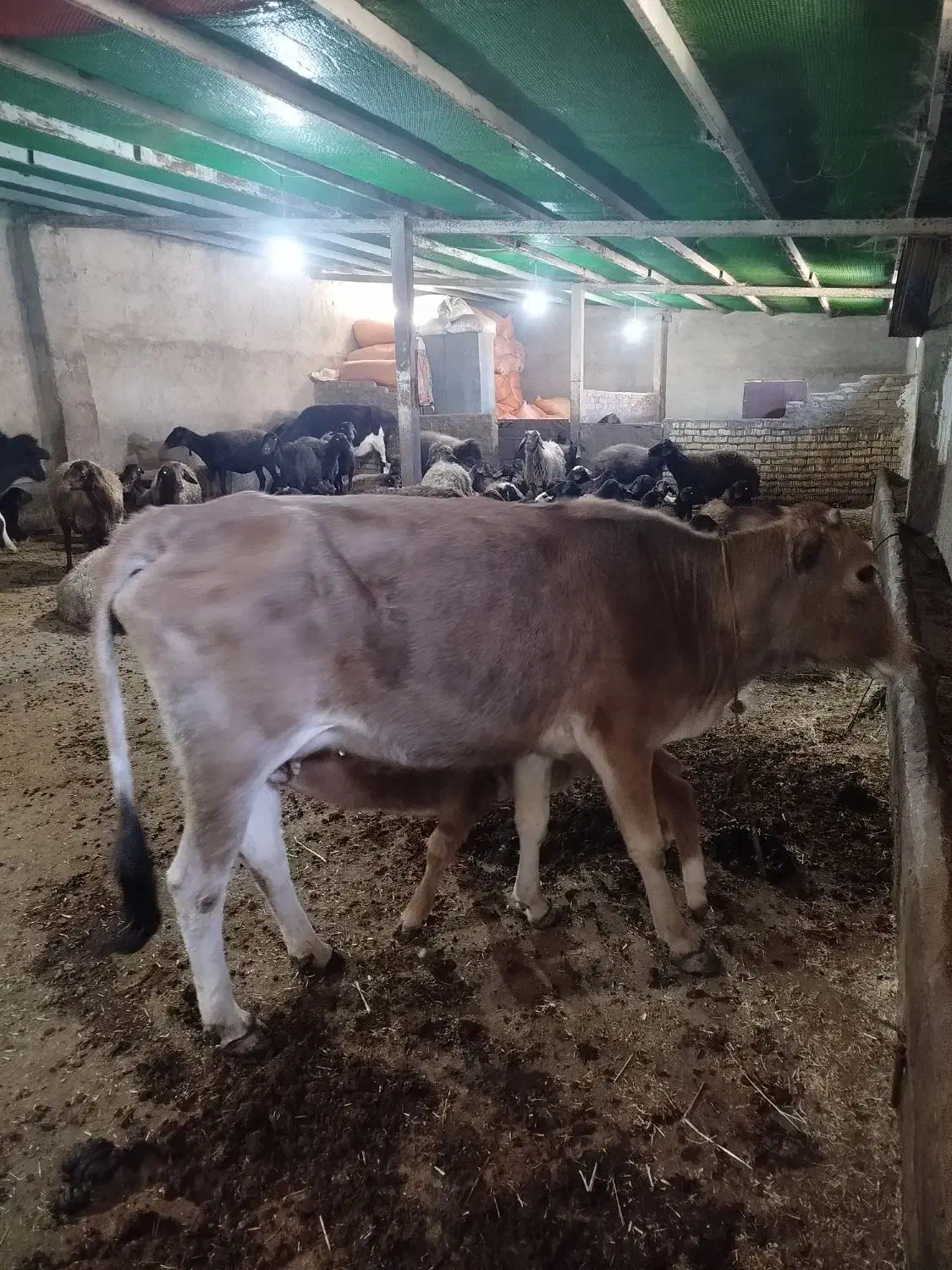 گاو محلی جوان با گوساله نر سالم|حیوانات مزرعه|پاپی, |دیوار