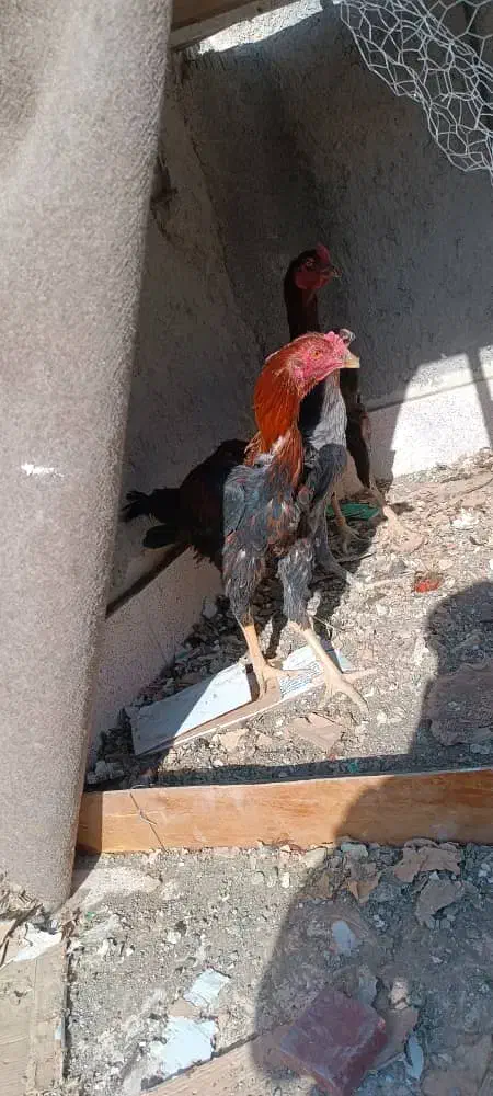 خروس لاری|حیوانات مزرعه|رودهن, |دیوار