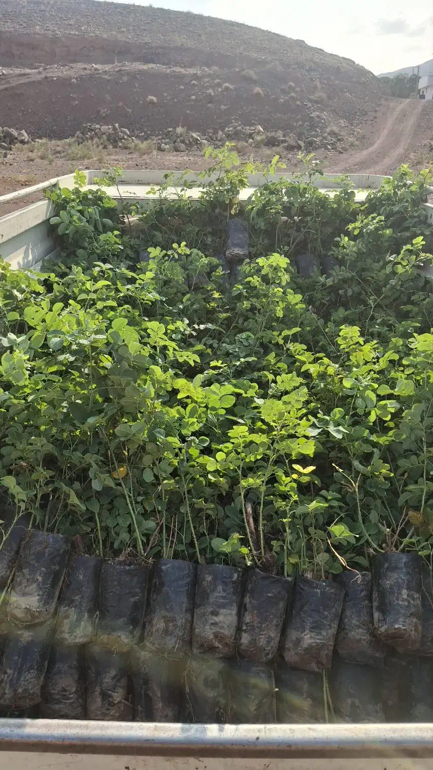 گلدان گل محمدی|گل و گیاه طبیعی|کاشان, استرک|دیوار