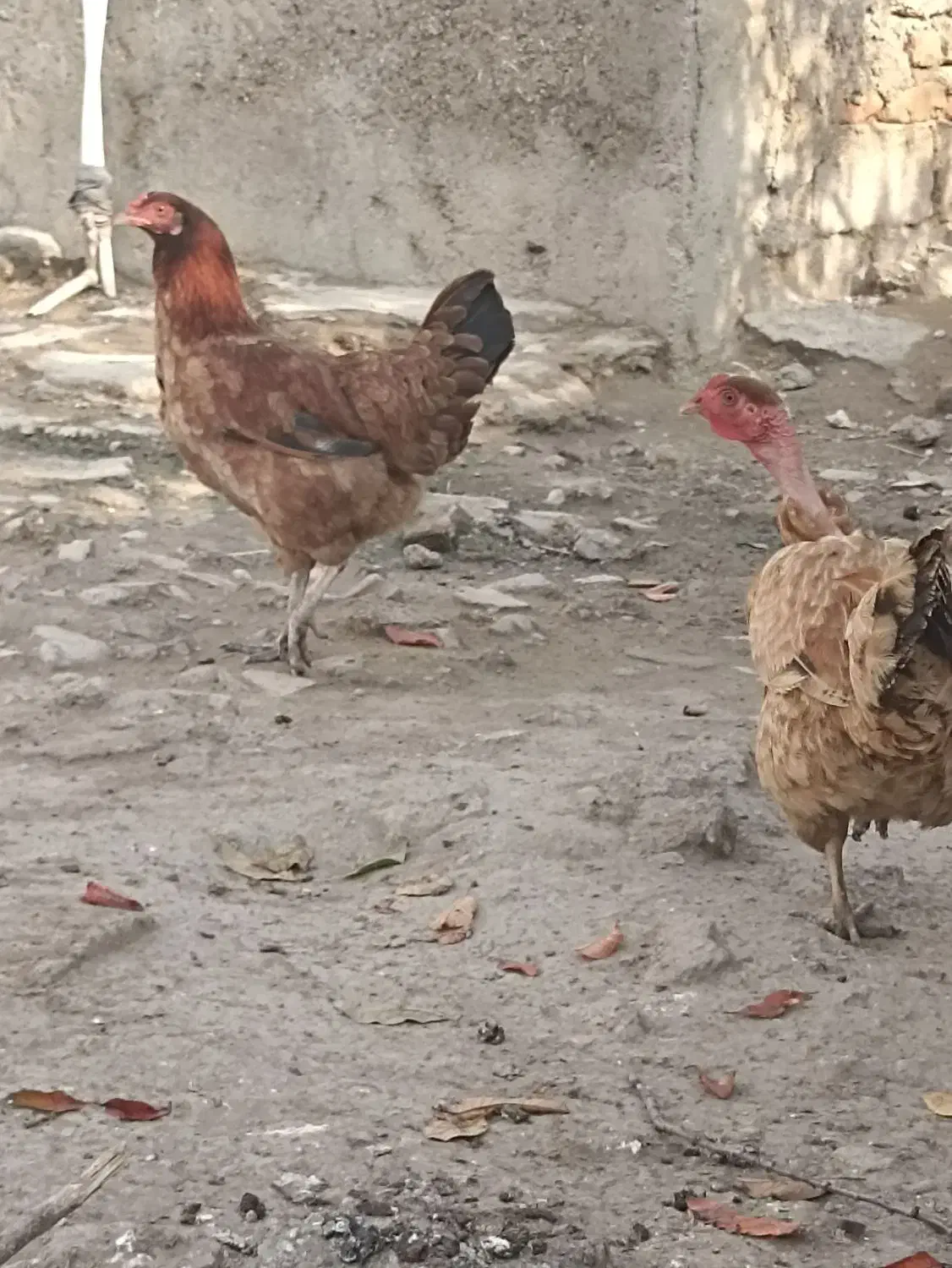 مرغ خروس جوان تخم گذار باهم خانگی هستن|حیوانات مزرعه|نگین شهر, |دیوار