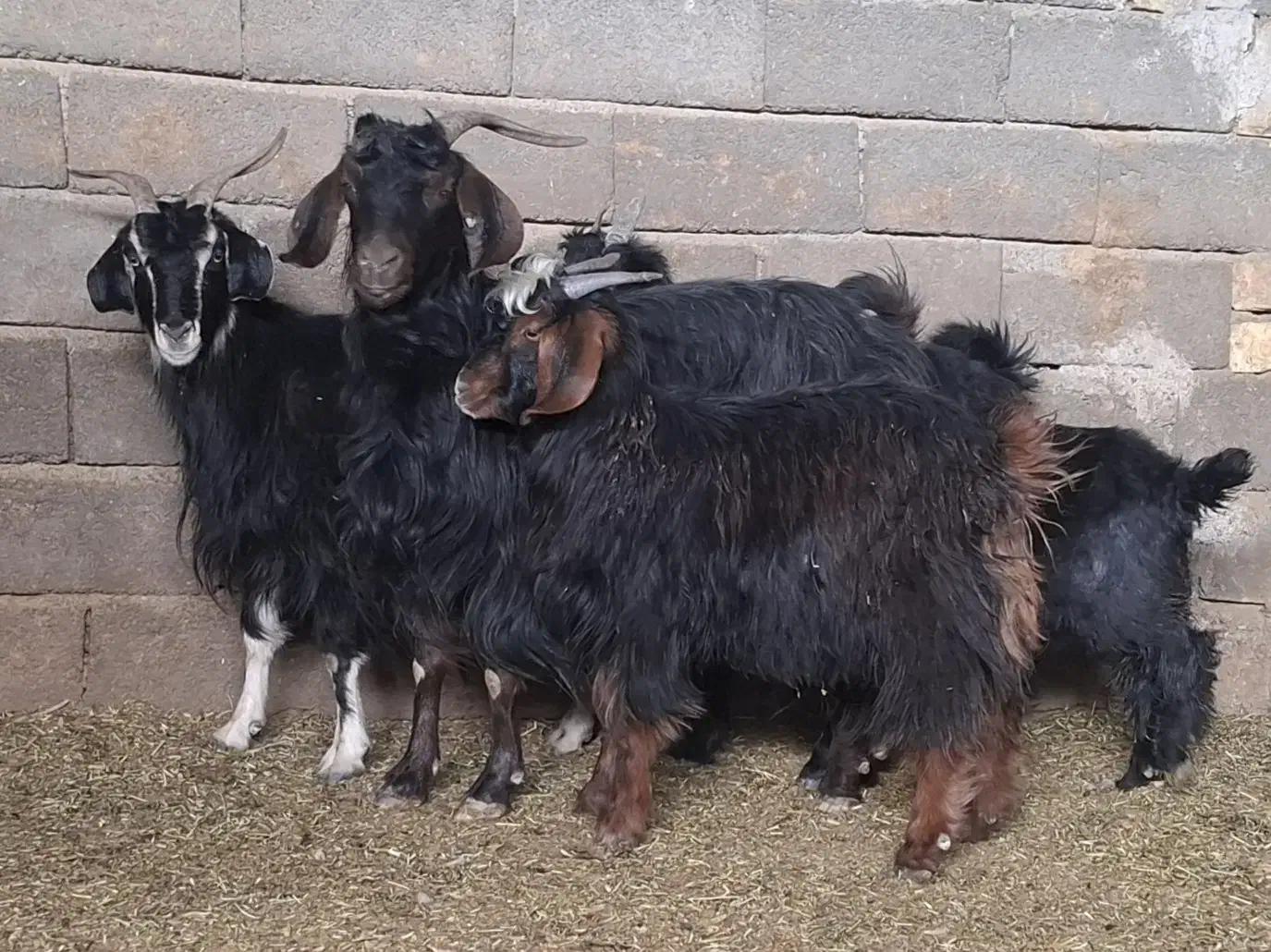 بز داشتی|حیوانات مزرعه|سلفچگان, |دیوار