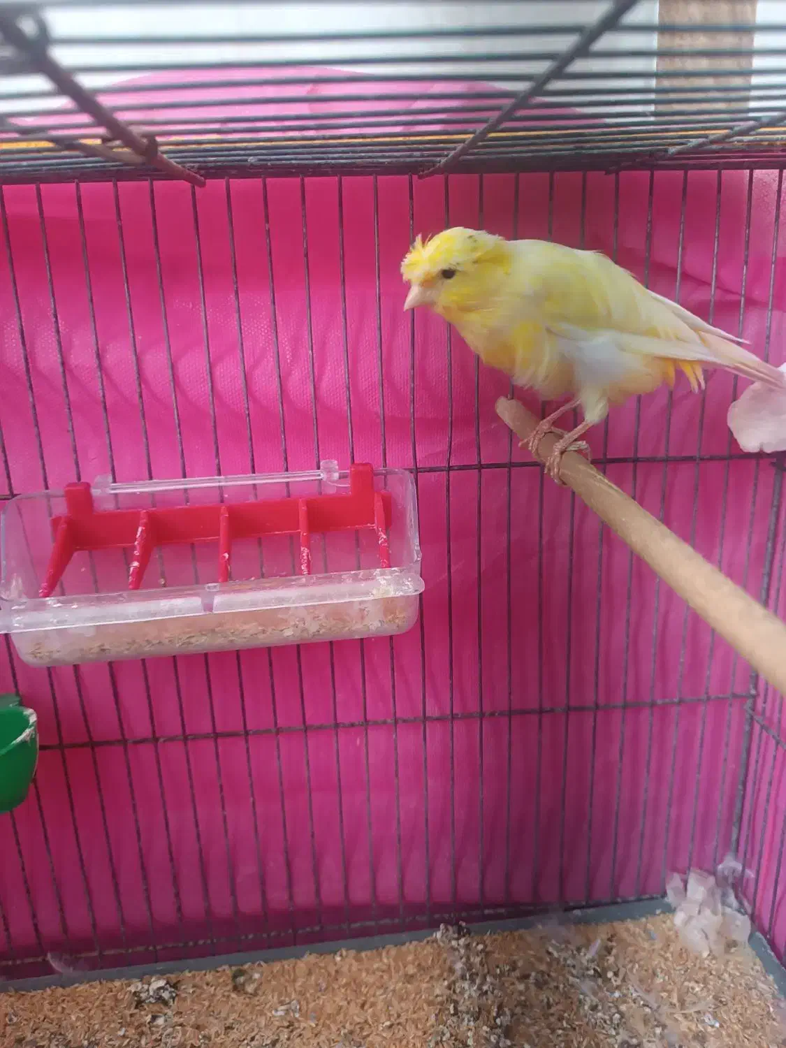 قناری نر برا فروش|پرنده|کرمان, |دیوار