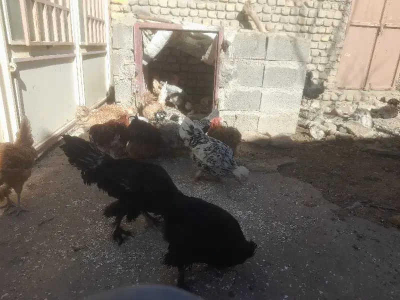 مرغ وخروس تزیئینی|حیوانات مزرعه|تربتحیدریه, طالقانی|دیوار